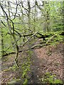 Fallen tree on Sowerby Bridge Footpath 134, Norland