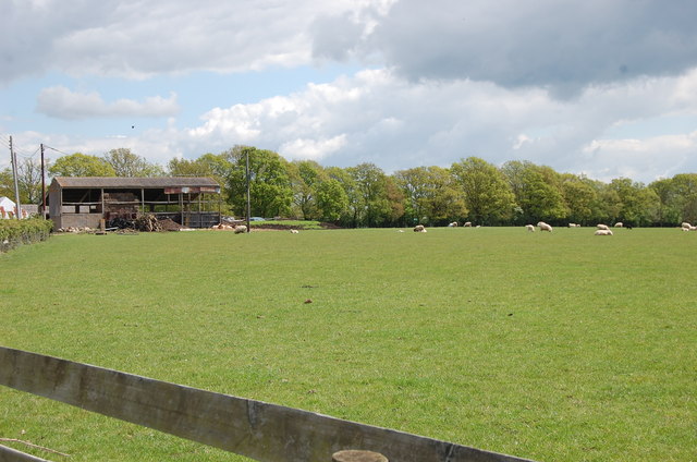 Sheep near Little Bedgebury Farm © Julian P Guffogg :: Geograph Britain ...
