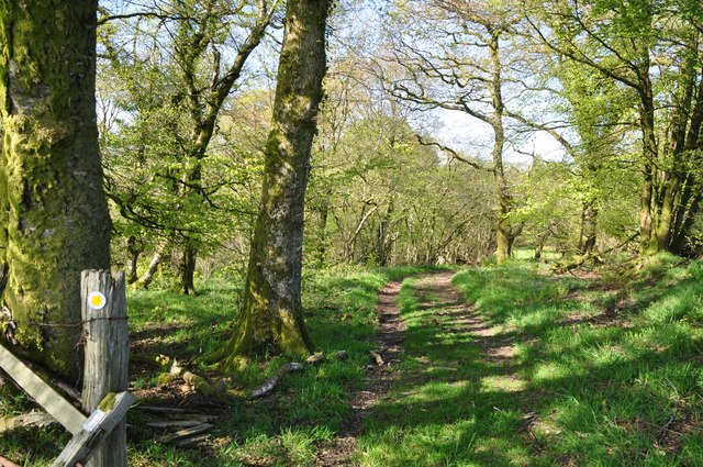 West Somerset : Path through Skilgate Woods