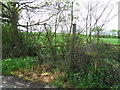 Overgrown Footbridge