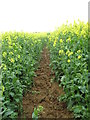 Bridleway to Church Brampton