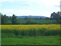 Chanctonbury Ring in the Distance