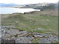 NM4224 : Sheep pasture at Ardchrishnish by M J Richardson