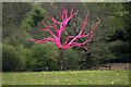SX6059 : The Pink Oak, or Phytophthora  Memorial tree, Delamore Estate by Adrian Platt