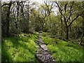 Path, Priestclose Wood Nature Reserve