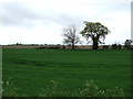 Farmland off St Osyth Main Road
