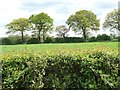 Trees along a field boundary