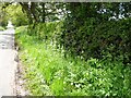 Wildflowers in the hedgerow