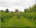 Orchard near Lower Higham