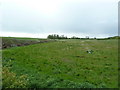 SD4235 : Wet field north of Medlar Lane by Alexander P Kapp