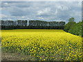 Farmland off Swinderby Road