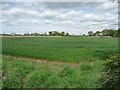 Cereal crop on the north bank of Crow Brook