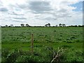 Wind-blown meadow under a bright but cloudy sky