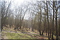 Woodland, Ashdown Forest