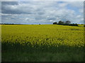 Farmland off Collingham Road