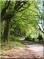 Country lane, Brandsby