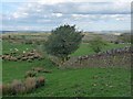 The edge of Gelligaer Common