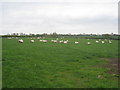 Sheep near Dilliner Wood Farm