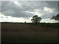 SK8764 : Farmland near Swinderby by JThomas