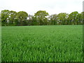 Farmland off the A133