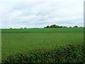 Farmland, Tendring Green