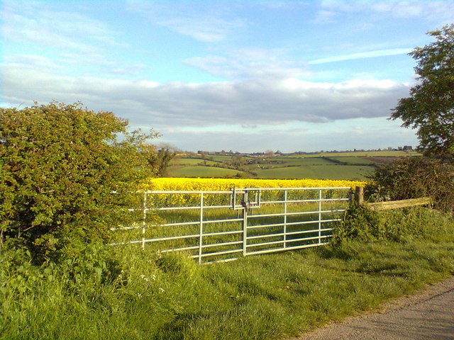 A view over oilseed rape, south of Sibford Ferris