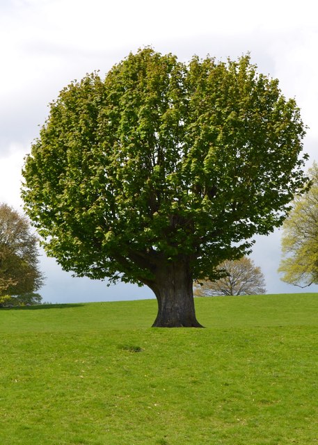 Tree in Chatsworth Park
