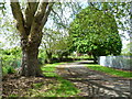 Lane behind Tamworth Farm Allotments