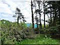 Eastern boundary, Shakerley Mere