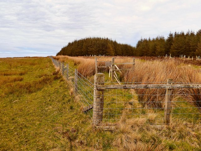 Woodland Fence