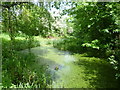 Pond in Myrna Close Valley