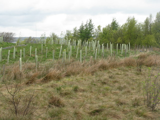 New woodland planting at Springhill