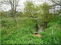 SP1585 : Carr around an anonymous brook by Christine Johnstone
