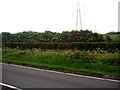 Pile of Top Soil Being Colonised by Weeds