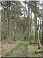 NY8056 : Wooded path east of Keenley Methodist Chapel by Mike Quinn