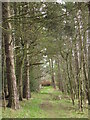 NY8056 : Wooded path east of Keenley Methodist Chapel (2) by Mike Quinn