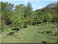 Recently planted broad leaf trees