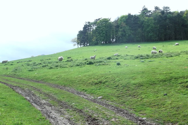 Spring setting on Dunnichen Hill with sheep and lambs