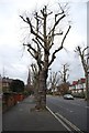 TQ1681 : Pollarded trees, The Avenue by N Chadwick