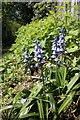 Bluebells by the footpath