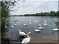 Swans on Bury Lake, Rickmansworth