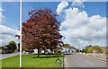 Copper Beeches and White Hart pub, Denmead