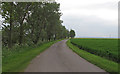 Tree lined road near East Wick