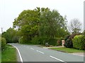 Large trees alongside Stocks Lane