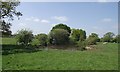 Pond in a sheep field