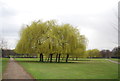 Ring of trees, Cleveland Park