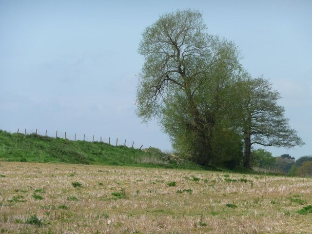 Tall trees on a field boundary © Christine Johnstone :: Geograph ...