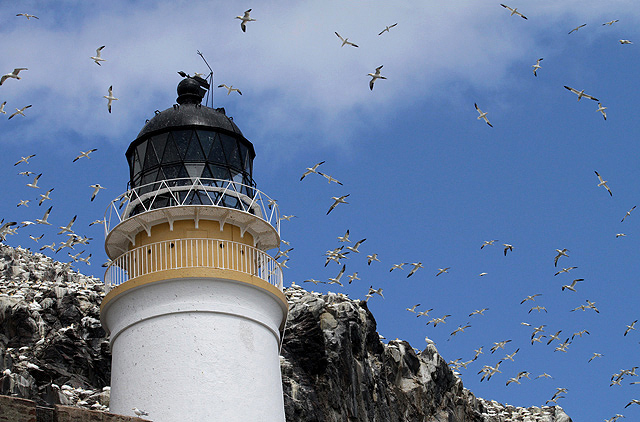 The Bass Rock Lighthouse with gannets overhead