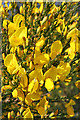 Broom (Cytisus scoparius)