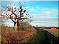 Green Chain Walk South of Eltham Palace